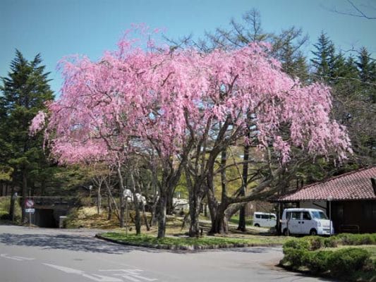 桜満開の軽井沢！！